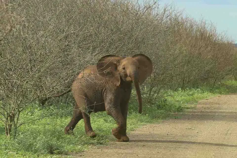 Why Do Elephants Need Carbohydrates?