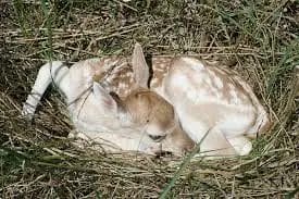 creating bedding for deer