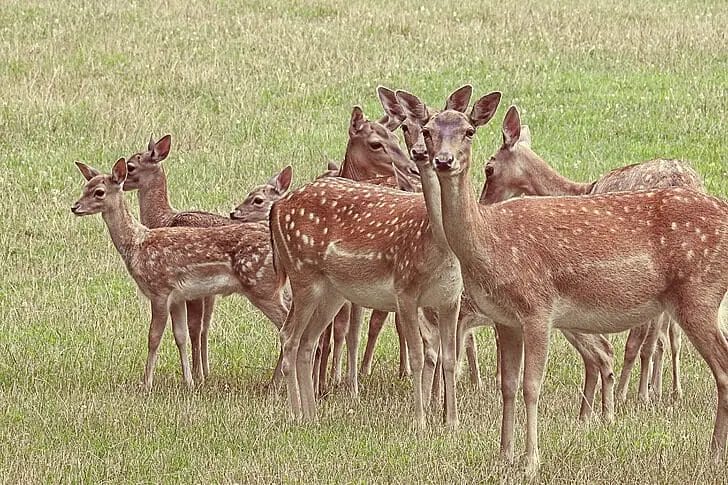 Will Deer Come Back After Killing One