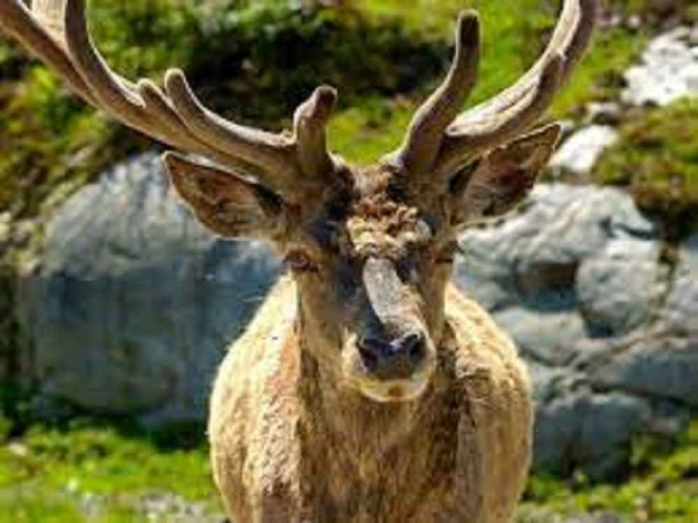 Can Elk See Red Light?