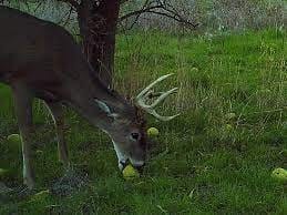 Do Deer Eat Oranges?