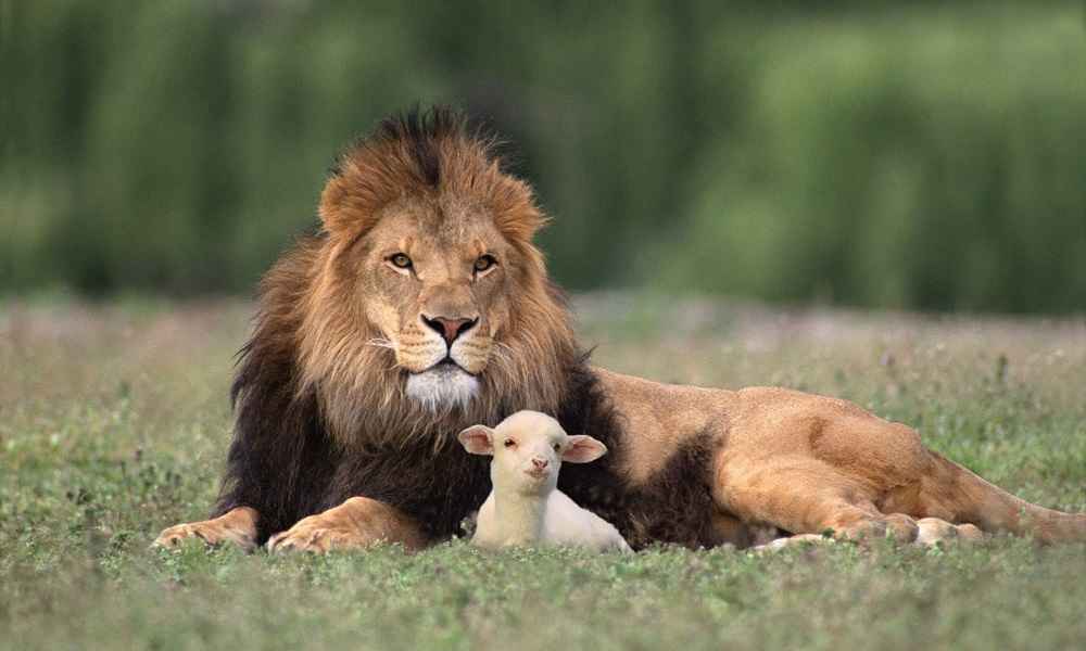 Do Lions Eat Sheep?