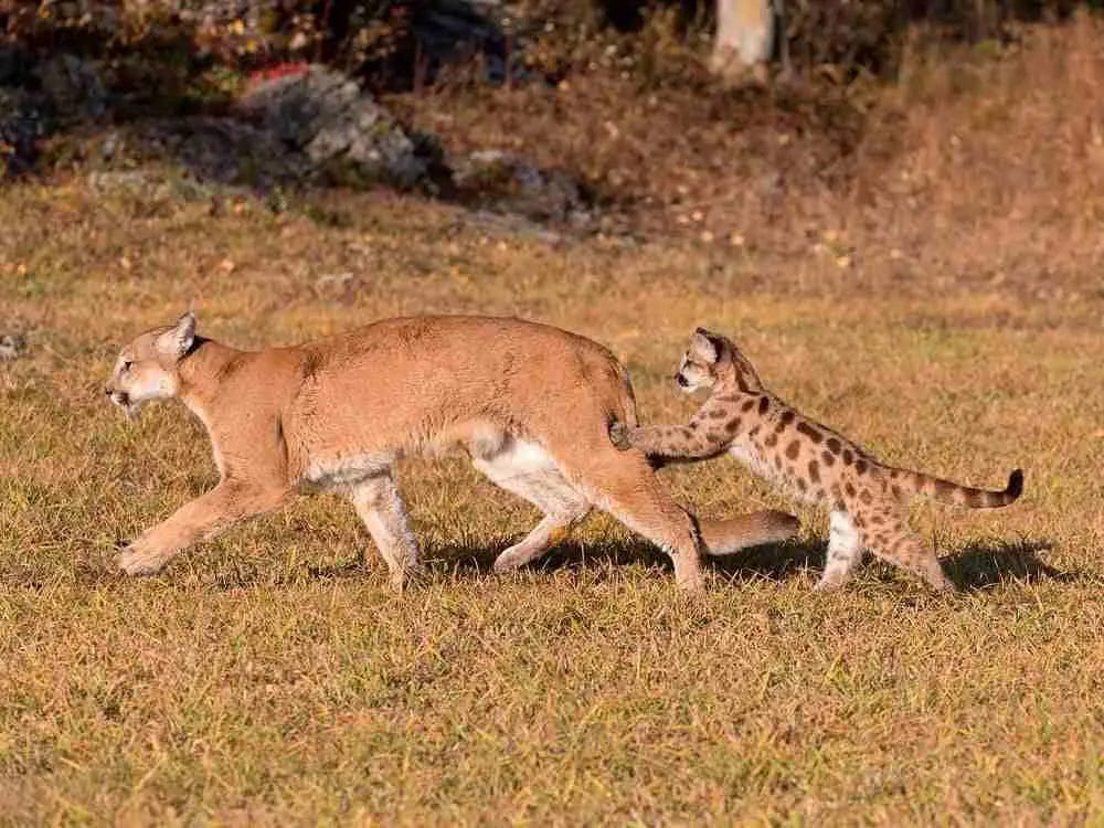 Do Mountain Lions Eat Wolves?