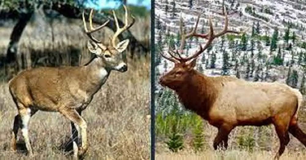 Do deer and elk get along?