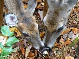 Do Deer Eat Mushrooms?