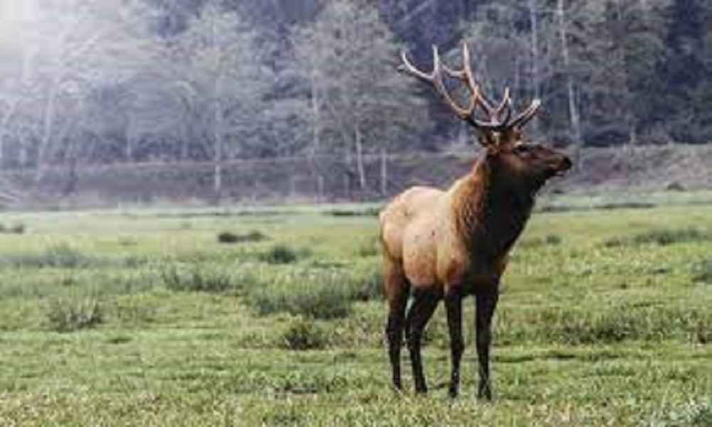 How Many Elk Per Acre?