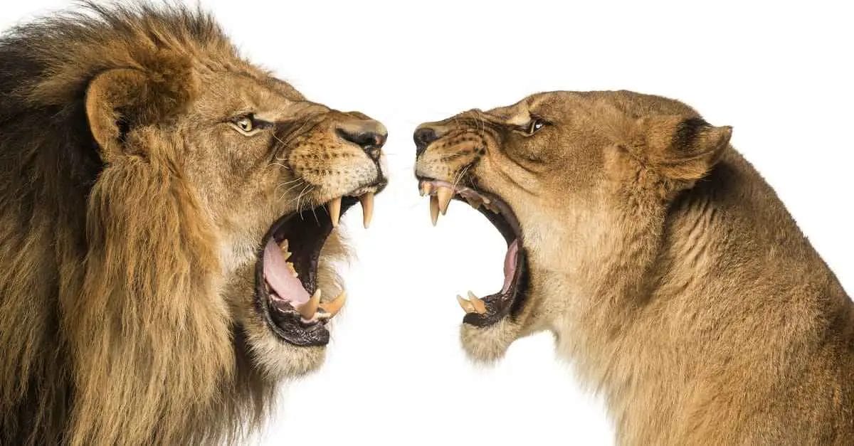 How Strong is a Lions Bite?