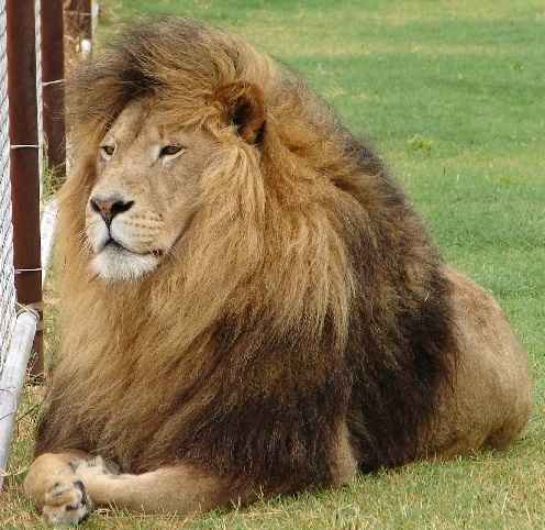 How Tall is Northern Lion?