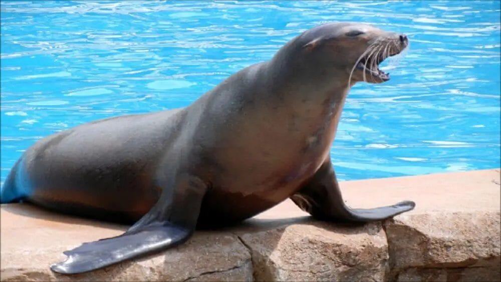 What Sounds Do Sea Lions Make?