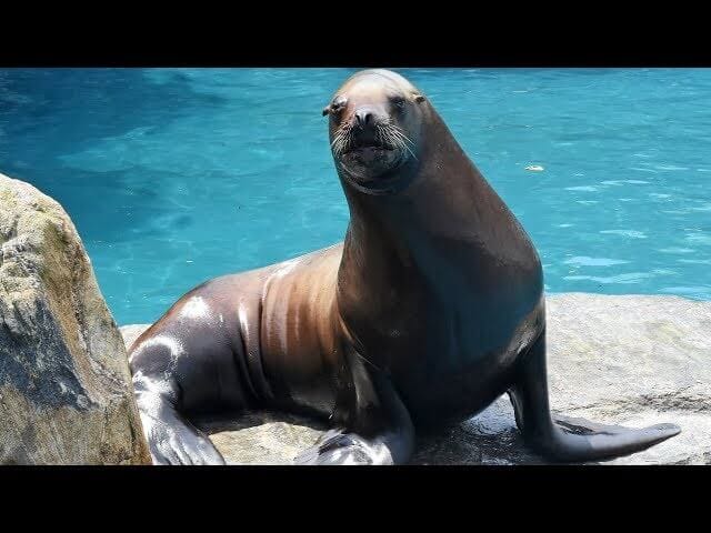 What Sounds Do Sea Lions Make?