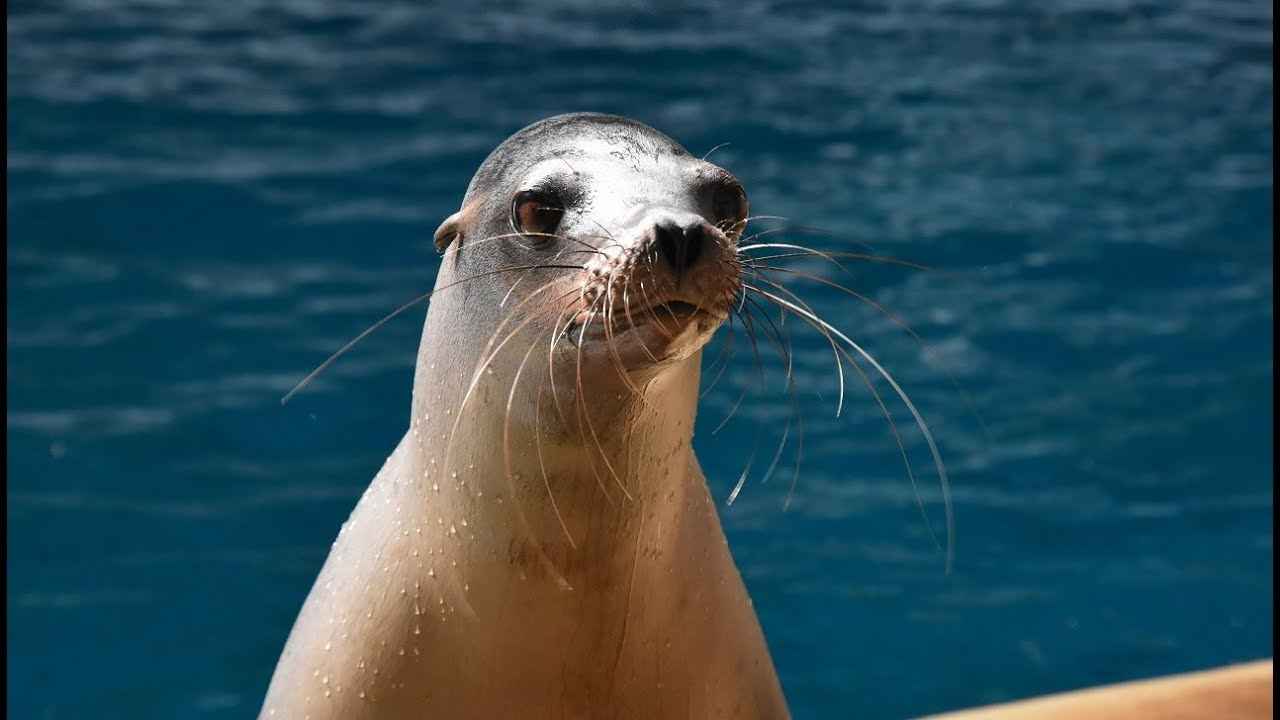 What Sounds Do Sea Lions Make?
