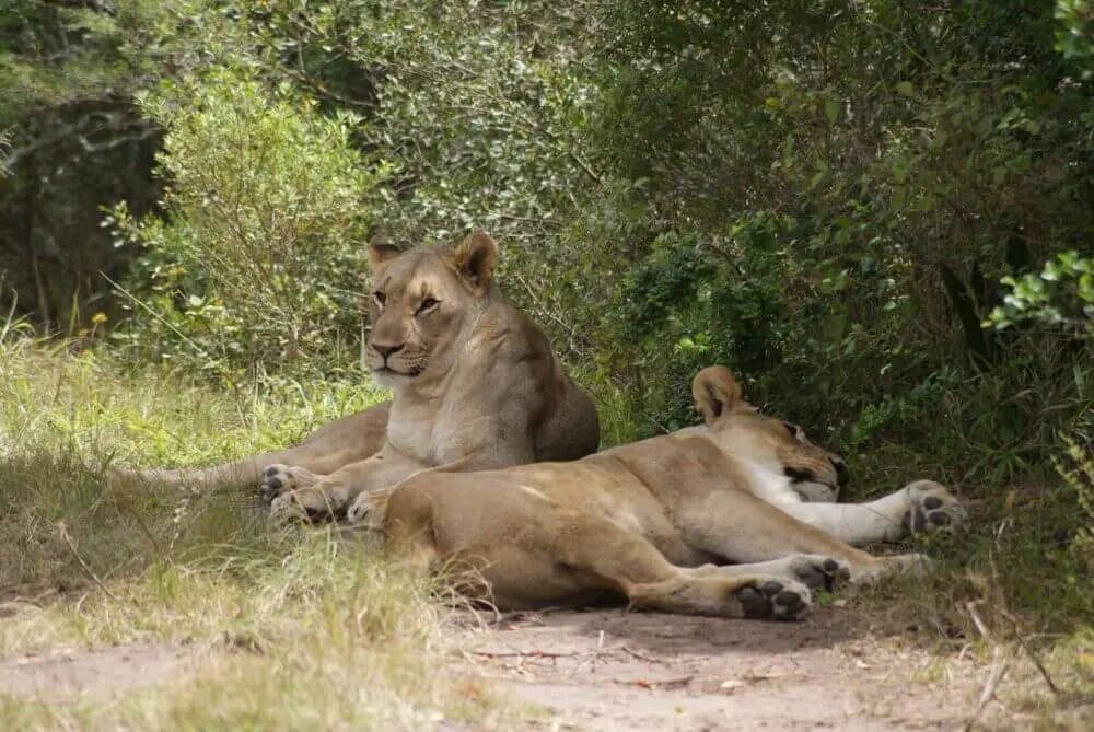 Why Do Lions Sleep So Much?