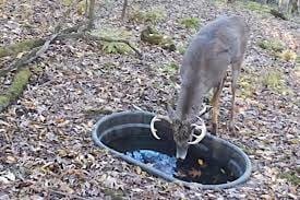 Will Deer Drink Water Out of a Bucket?