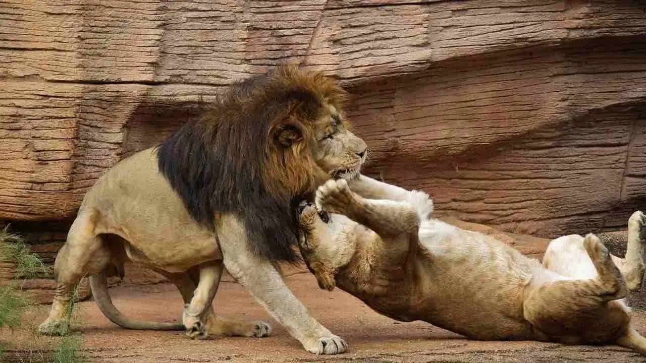 Will Lions Eat Other Lions?
