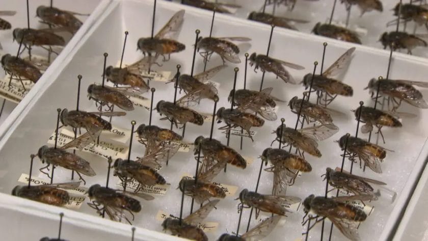 are deer flies and horse flies the same
