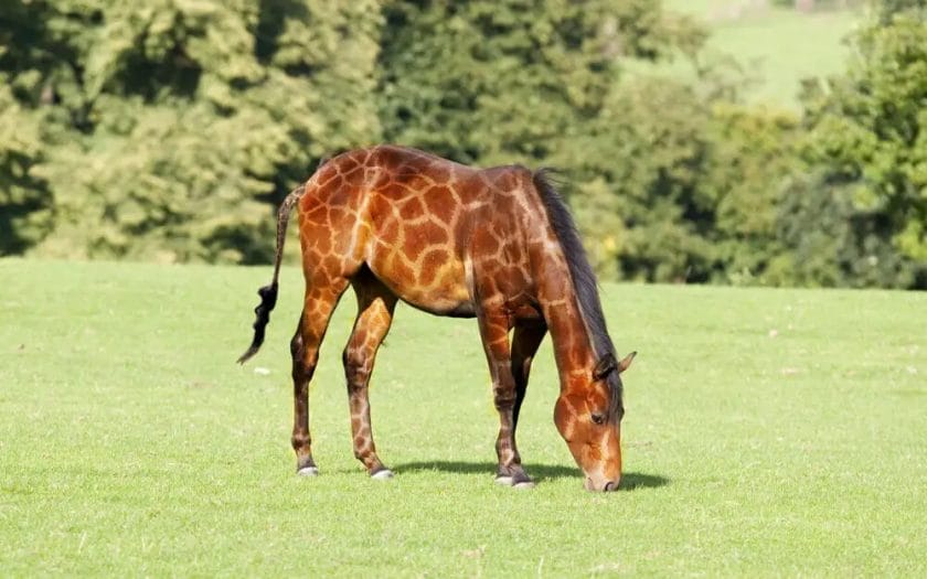 are giraffes horses