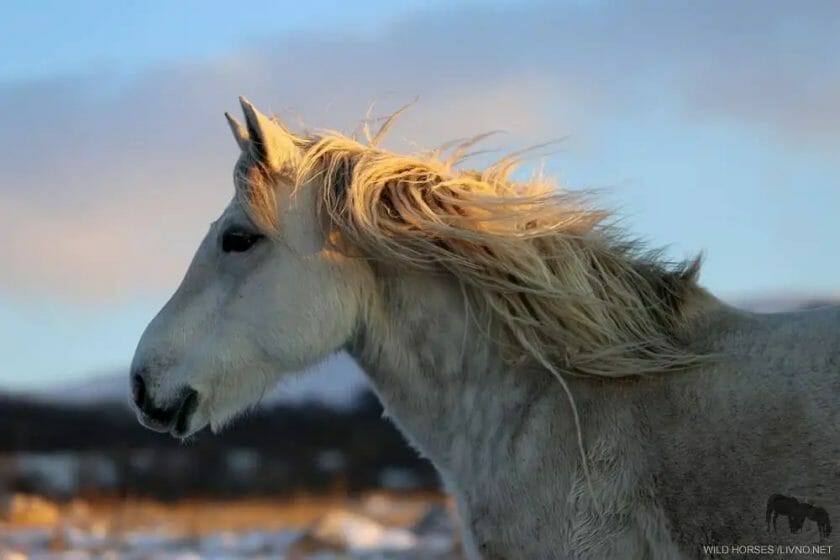 are horses op