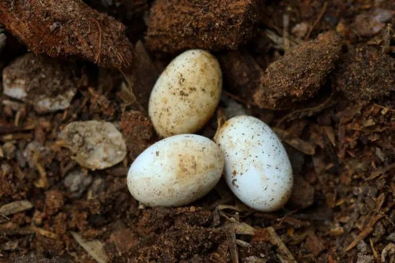 are snake eggs edible
