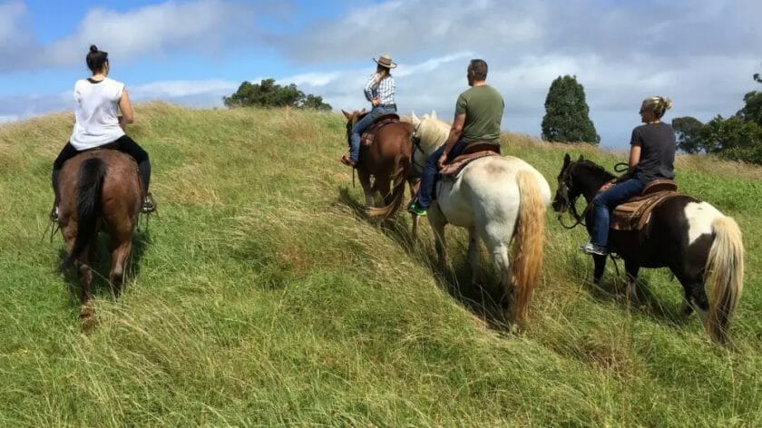 are there horses in hawaii
