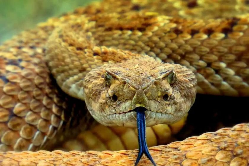 can a cat survive a snake bite without treatment