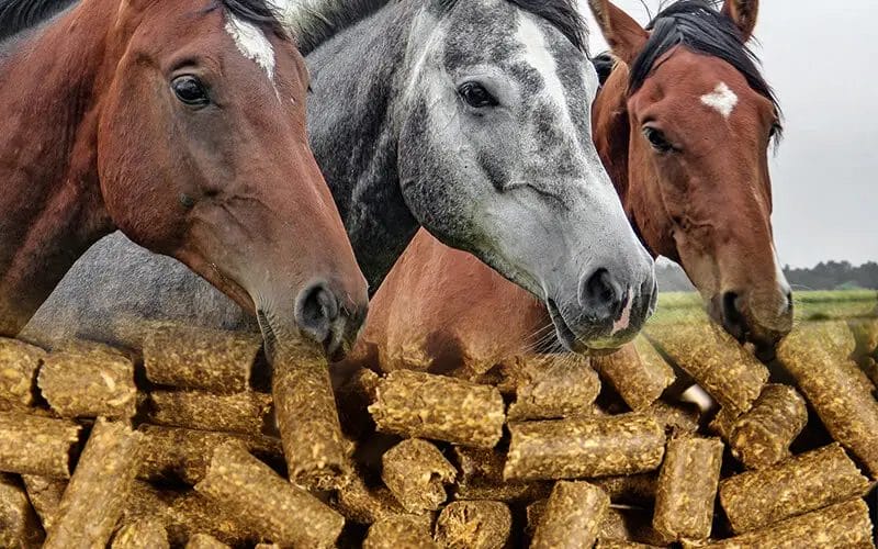 can cattle eat horse feed