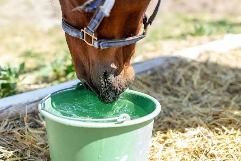 can horses drink gatorade
