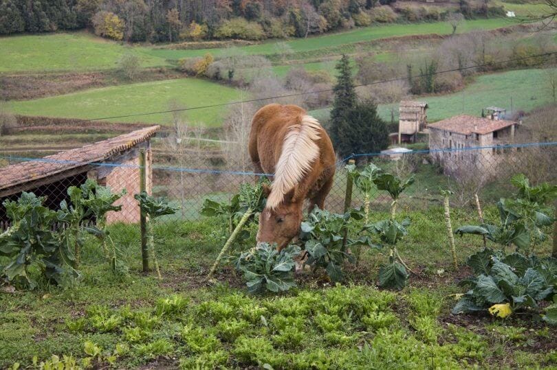 can horses eat cabbage