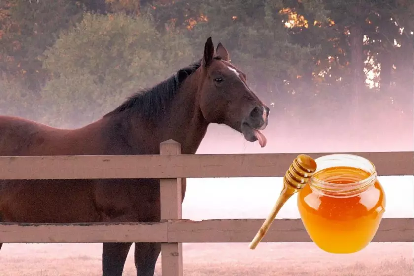 can horses have honey