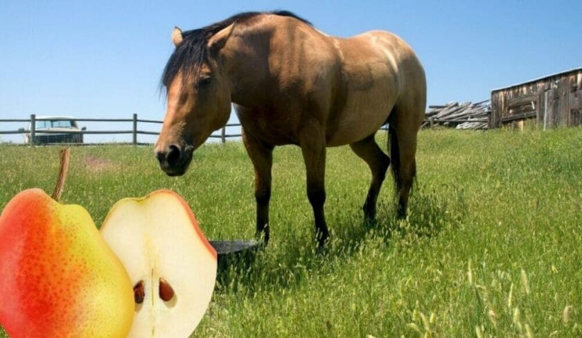 can horses have pears