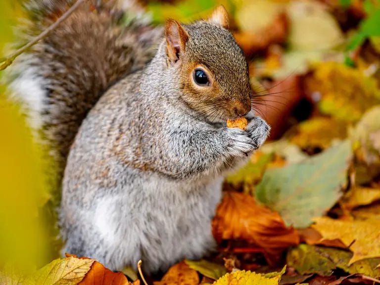 can squirrels eat horse chestnuts