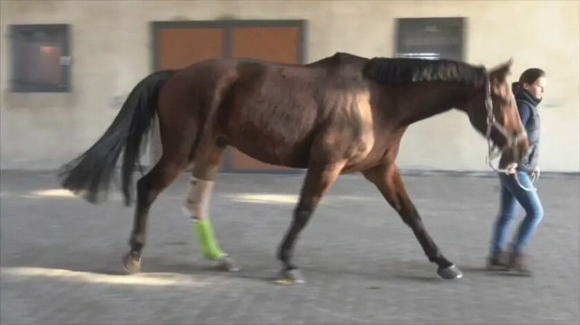 can stringhalt in horses be cured