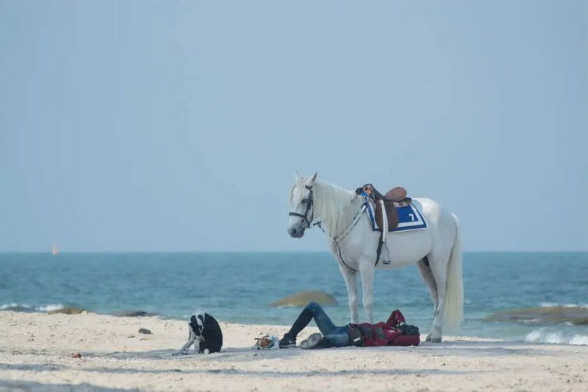 can you get dui on a horse