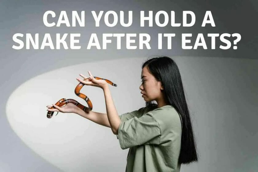 can you hold a snake after it eats
