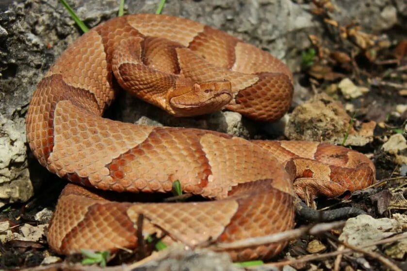 can you outrun a snake