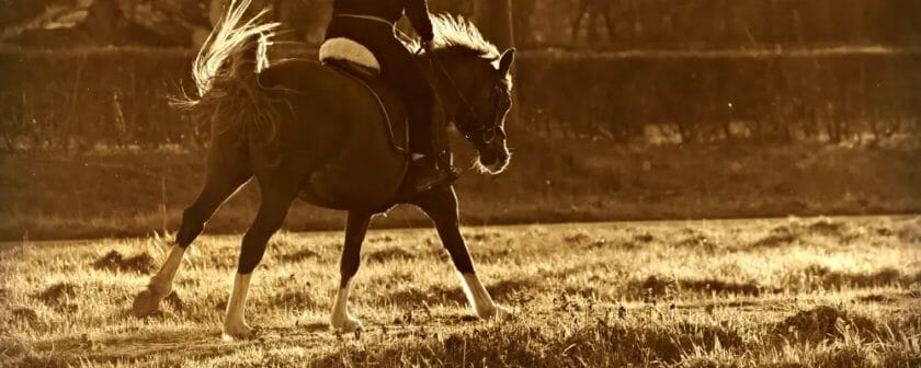 can you ride a horse with dropped fetlocks