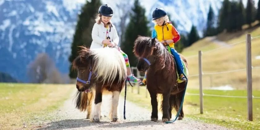 can you ride a mini horse