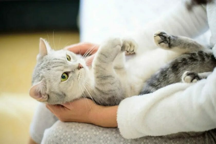 do cats know if a snake is poisonous