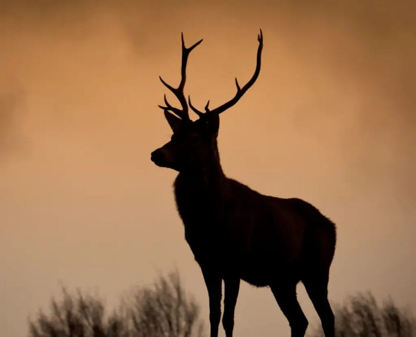 do deer eat horse apples