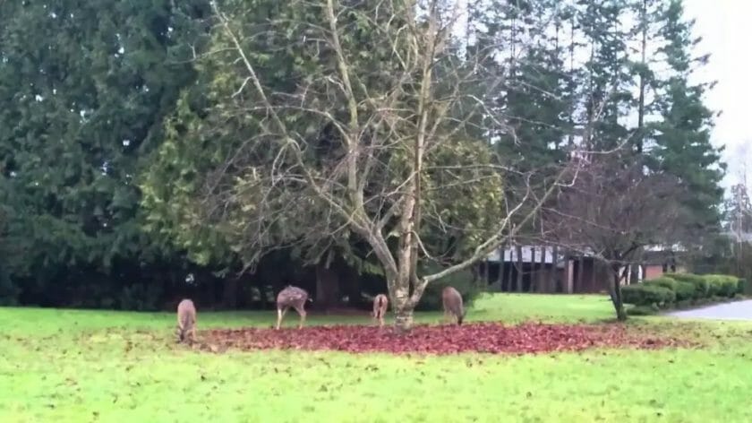do deer eat horse chestnuts