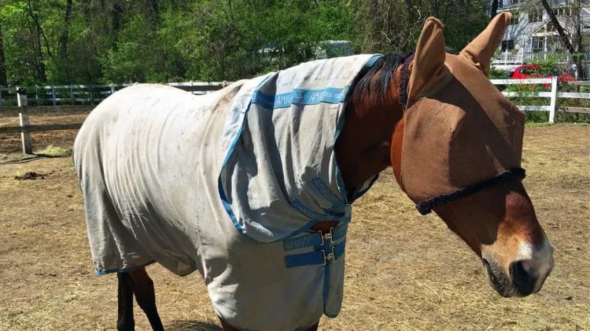 do fly sheets make horses hot