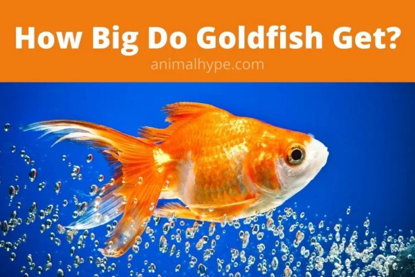 do goldfish stop horses from getting worms