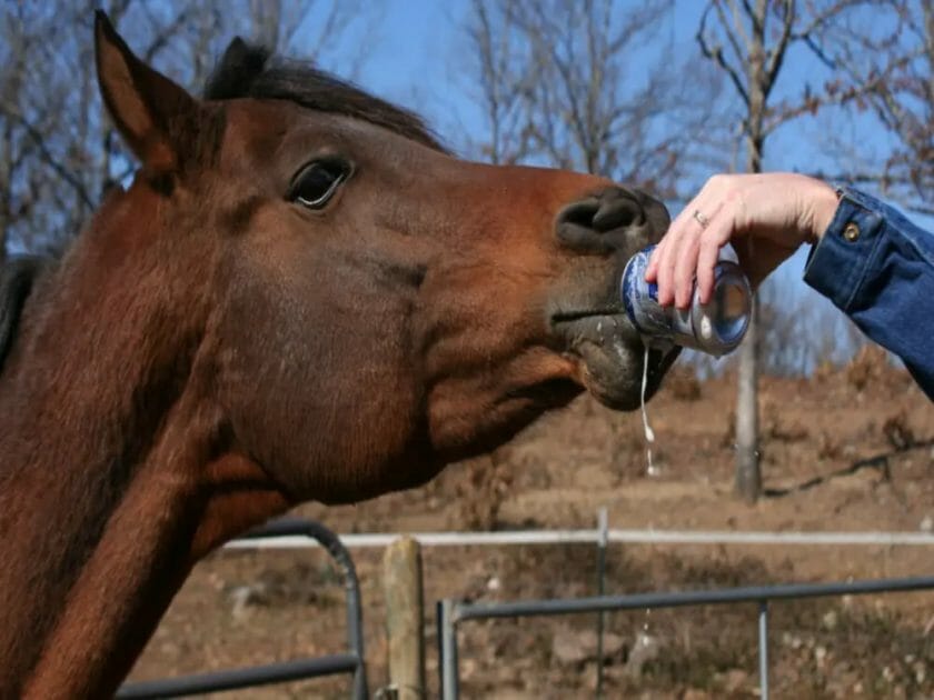do horses drink beer