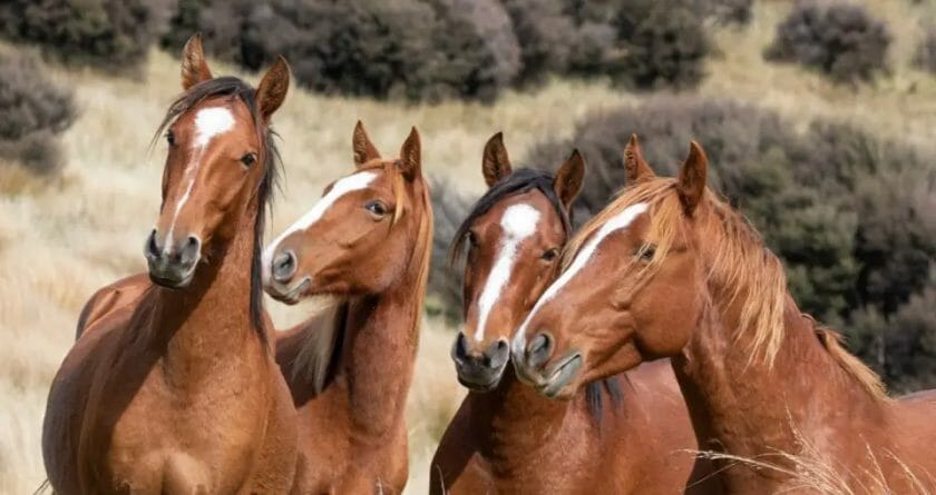 do horses eat baby chicks