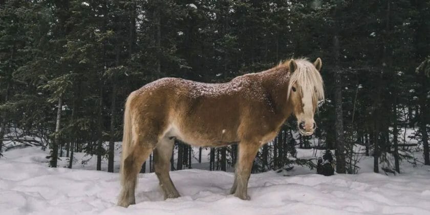 do horses get cold in the rain