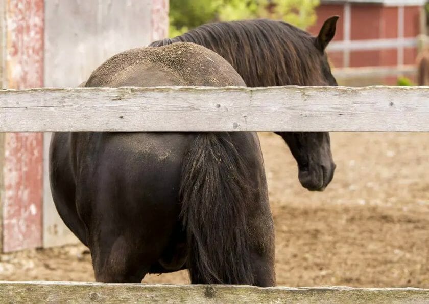 do horses get fleas