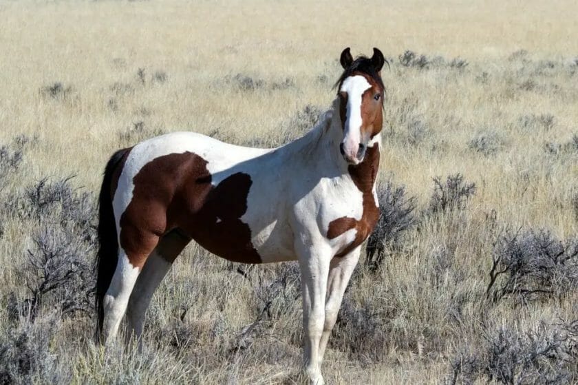 do horses hooves spark off rocks