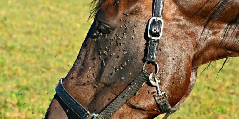 do horses need fly spray