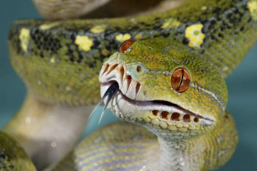 does a snake have a heart