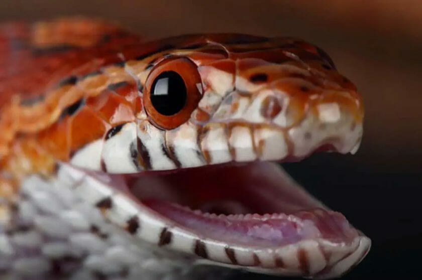 does a snake have teeth