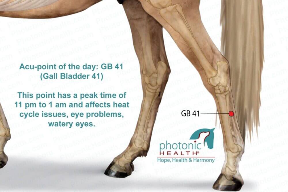 does horse have gallbladder